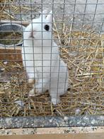 Hôtot-dwergkonijntjes, Dieren en Toebehoren, Mannelijk, Dwerg, 0 tot 2 jaar