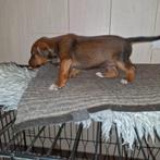 Heide terriër pup teefje, Dieren en Toebehoren, België, Particulier, Overige rassen, CDV (hondenziekte)