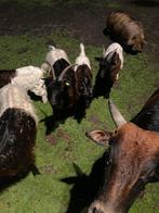 Wallische geit, Dieren en Toebehoren, Schapen, Geiten en Varkens, Meerdere dieren, Geit