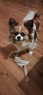 Huisdieren, Dieren en Toebehoren, Honden | Chihuahua's en Gezelschapshonden, Particulier, Meerdere dieren, 6 jaar of ouder, Nederland