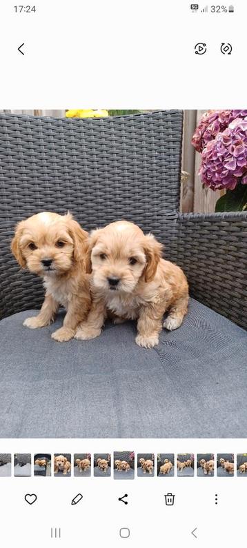 Cavapoo pups (mogen meteen mee ) 3 teefjes 1 reutje beschikbaar voor biedingen