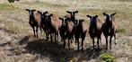 Gezocht 2 stamboek zwartbles ooien, Dieren en Toebehoren, Schapen, Geiten en Varkens, Vrouwelijk, Schaap