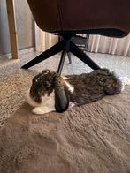 Duitse hangoor konijn Lilly, Dieren en Toebehoren, Konijnen, Vrouwelijk, Groot, Hangoor, 6 tot 8 jaar