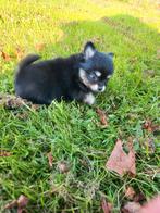 Pomchi pups, pomeriaan/dwergkees/chihuahua puppy, Overige rassen, 8 tot 15 weken, Meerdere, Meerdere dieren