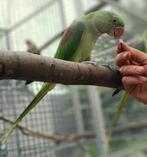 Alexanderparkieten, Dieren en Toebehoren, Vogels | Parkieten en Papegaaien, Mannelijk, Papegaai, Tam
