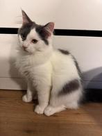 Nog 1 Main coon kater kitten over!, Dieren en Toebehoren, Katten en Kittens | Raskatten | Langhaar, Kater