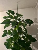 Hangpot zwart inclusief goed bloeiende hangplant, Huis en Inrichting, Kamerplanten, Overige soorten, Minder dan 100 cm, Halfschaduw