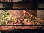 Korenslangen met Terarium 100x50x50 en toebehoren, Ophalen, Zo goed als nieuw
