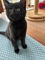 Kittens kruising maine coon, Dieren en Toebehoren, Katten en Kittens | Overige Katten, Meerdere dieren, Langharig, 0 tot 2 jaar