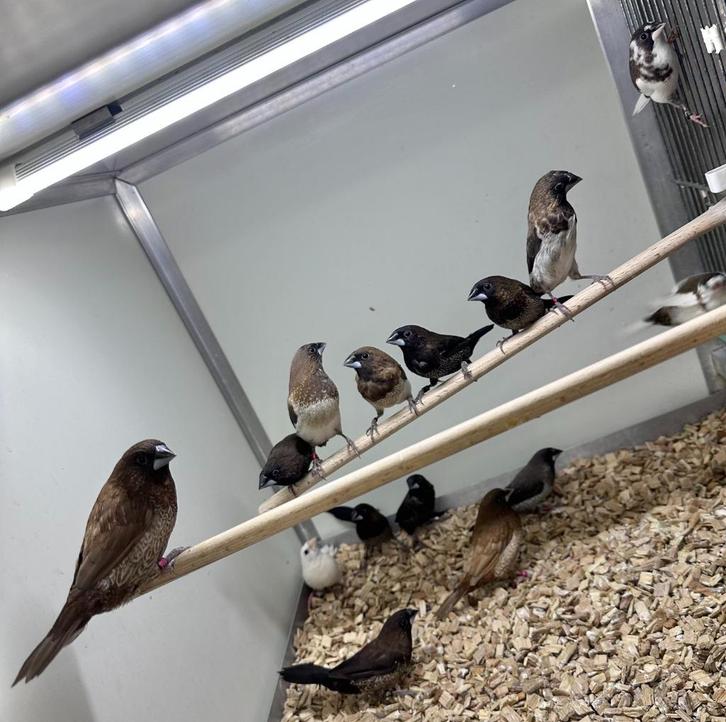 Japanse meeuwtjes, Dieren en Toebehoren, Vogels | Overige Vogels, Meerdere dieren