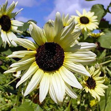 Italian White zonnebloem  p9 potje .  beschikbaar voor biedingen