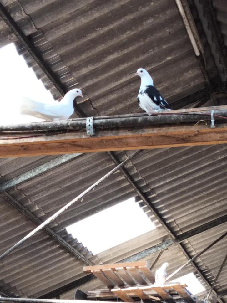 bonte duiven, Dieren en Toebehoren, Vogels | Duiven, Overige soorten, Meerdere dieren