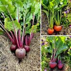 Bieten zaden diverse soorten, Verzenden, Zaad