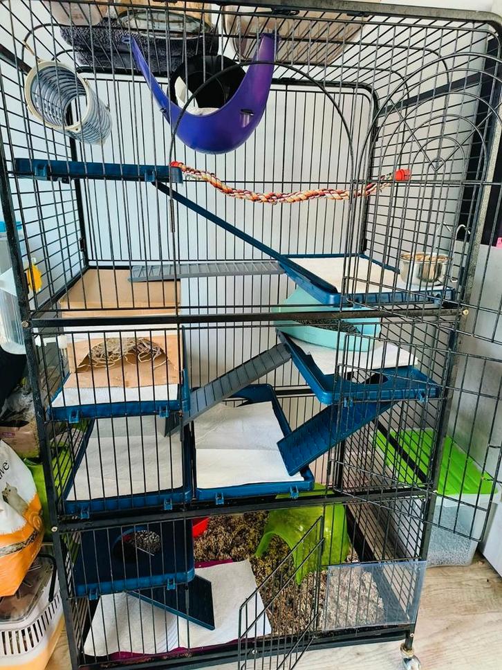 Oppas aangeboden voor de tamme rat etc, Dieren en Toebehoren, Knaagdieren en Konijnen | Hokken en Kooien, Chinchilla, Fret, Rat