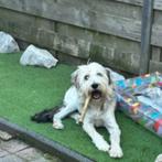 AIN: moos, Rabiës (hondsdolheid), 1 tot 2 jaar, Buitenland, Eén hond