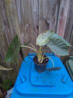 Alocasia, Huis en Inrichting, Kamerplanten, Ophalen of Verzenden