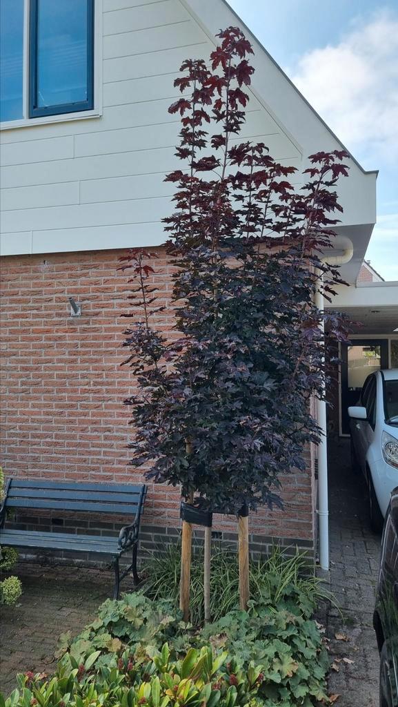 Gezonde rode Noorse Esdoorn, Tuin en Terras, Overige Tuin en Terras, Ophalen of Verzenden