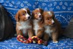 mooie nova scotia duck tolling  retriever  pups, Overige rassen, 8 tot 15 weken, CDV (hondenziekte), Meerdere