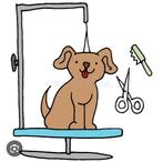 Poedel / doodle voor knip examen, Diensten en Vakmensen, Dieren | Honden | Verzorging, Oppas en Les