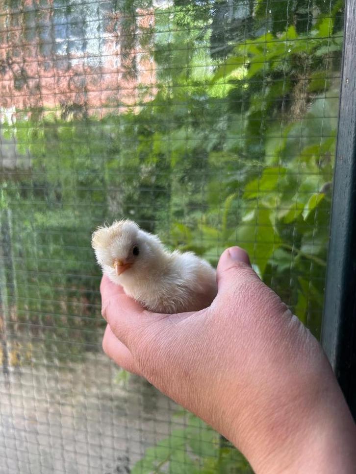 USA ZIJDEHOEN KUIKENS, Dieren en Toebehoren, Pluimvee, Kip, Geslacht onbekend