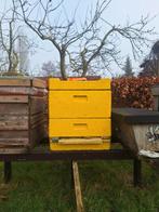 Goed overwinterde bijenvolken, Bijen