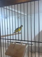 Mozambique sijs, Dieren en Toebehoren, Meerdere dieren, Parkiet