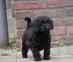 Schapendoes x Fri Stabij x Gold Retriever x Toy Poedel pups, Dieren en Toebehoren, Overige rassen, 8 tot 15 weken, CDV (hondenziekte)