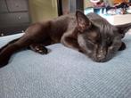 Lieve zwarte poes van 6 maanden oud, Dieren en Toebehoren, Katten en Kittens | Raskatten | Korthaar, Poes