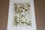 Antieke botanische kleurenlitho - Oa Akkerwinde Slangekruid, Antiek en Kunst, Ophalen of Verzenden