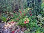 Winterharde fuchsia, Ophalen, Vaste plant, Overige soorten, Volle zon