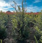 Taxus haagplanten, Bloeit niet, Halfschaduw, Minder dan 100 cm, Overige soorten