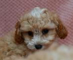 Prachtig klein XS "Bambi" maltipoo reutje hypoallerger, Dieren en Toebehoren, Honden | Chihuahua's en Gezelschapshonden, Nederland