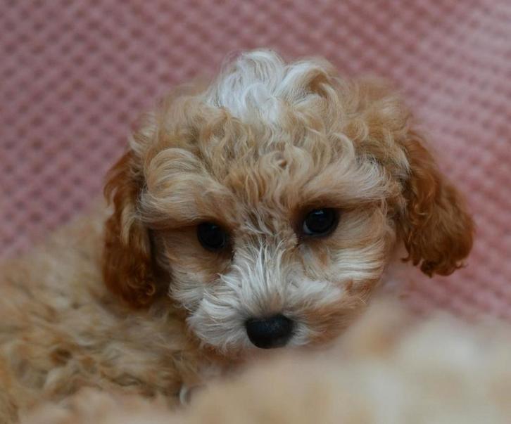 Prachtig klein XS "Bambi" maltipoo reutje hypoallerger, Dieren en Toebehoren, Honden | Chihuahua's en Gezelschapshonden, Reu, Overige rassen