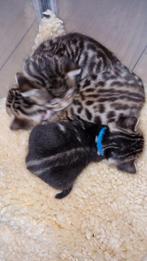 Kittens Bengaal, Dieren en Toebehoren, Katten en Kittens | Raskatten | Korthaar, Meerdere dieren, Gechipt, 0 tot 2 jaar