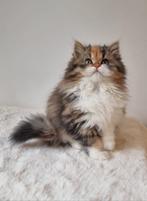 British longhair kitten, Dieren en Toebehoren, Katten en Kittens | Raskatten | Korthaar, Poes, Ontwormd, 0 tot 2 jaar