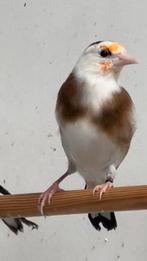 Putters Distelvink Carduelis Kleine Putter, Meerdere dieren, Wildzangvogel, Geringd