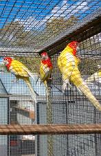 Lutino pracht rosella, Vrouwelijk, Parkiet