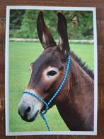 Vouwkaart Dieren - Ezel, Ophalen of Verzenden, Ongelopen, Overige soorten