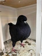 3 king duiven, Dieren en Toebehoren, Vogels | Duiven, Mannelijk, Overige soorten