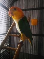 Caique tam, Dieren en Toebehoren, Vogels | Parkieten en Papegaaien, Geslacht onbekend, Papegaai, Tam