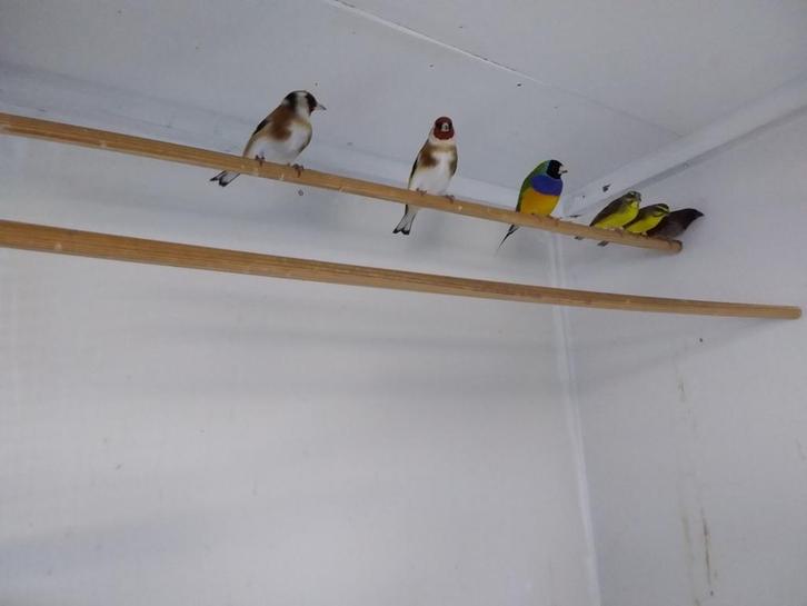 Diverse vogels, Dieren en Toebehoren, Vogels | Overige Vogels, Meerdere dieren