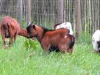 Prachtige jonge bok te koop (bruin) – dwerggeit, Dieren en Toebehoren, Schapen, Geiten en Varkens, Mannelijk, Geit, 0 tot 2 jaar