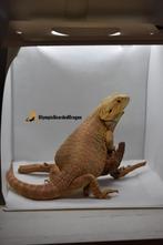 Baardagaam vrouw Citrus hypo leatherback blue bar het trans, Dieren en Toebehoren, Reptielen en Amfibieën, Hagedis, 0 tot 2 jaar