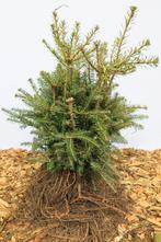 Goedkope coniferen, dennen, sparren, conifeer, den, spar, Ophalen of Verzenden, Conifeer, Struik, 100 tot 250 cm