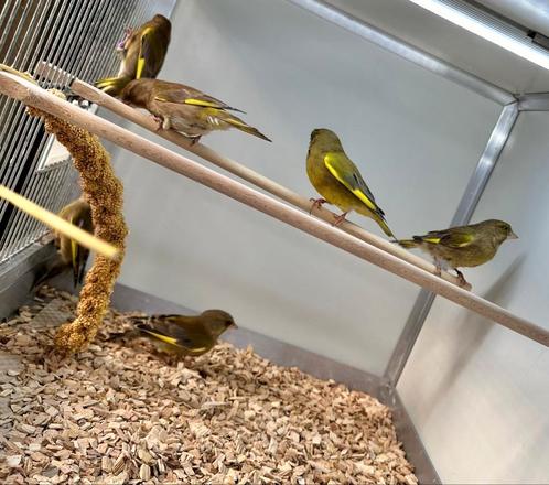 Tropen,parkietsoorten en kanaries, Dieren en Toebehoren, Vogels | Overige Vogels, Tropenvogel, Meerdere dieren