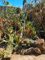 Gratis hout, Minder dan 3 m³, Ophalen, Overige houtsoorten, Stammen