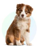 U helpen, Dieren en Toebehoren, Ophalen