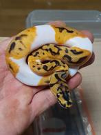 Koningspython python regius 2025, Dieren en Toebehoren, Slang, 0 tot 2 jaar