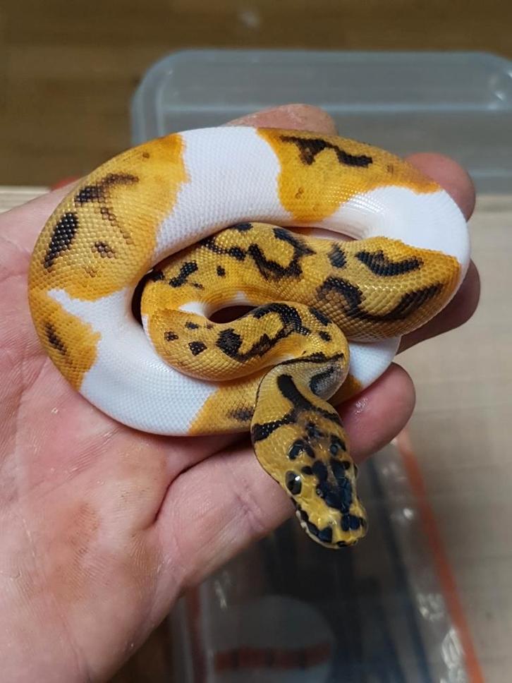 Koningspython python regius 2025, Dieren en Toebehoren, Reptielen en Amfibieën, Slang, 0 tot 2 jaar