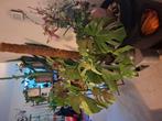 Enorme vingerplant. Gatenbladplant, Huis en Inrichting, Ophalen of Verzenden, Halfschaduw, Minder dan 100 cm